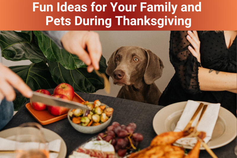 Fun Ideas for Your Family and Pets During Thanksgiving New