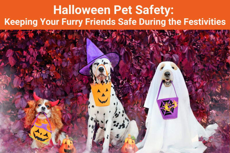 Halloween Pet Safety Keeping Your Furry Friends Safe During the Festivities New