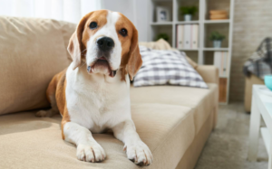 Quality of Life Guidance for Your Pet
