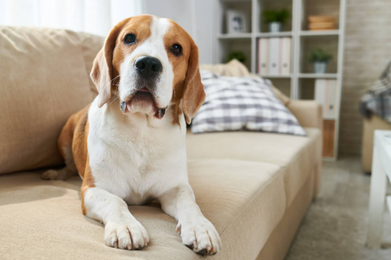 Quality of Life Guidance for Your Pet