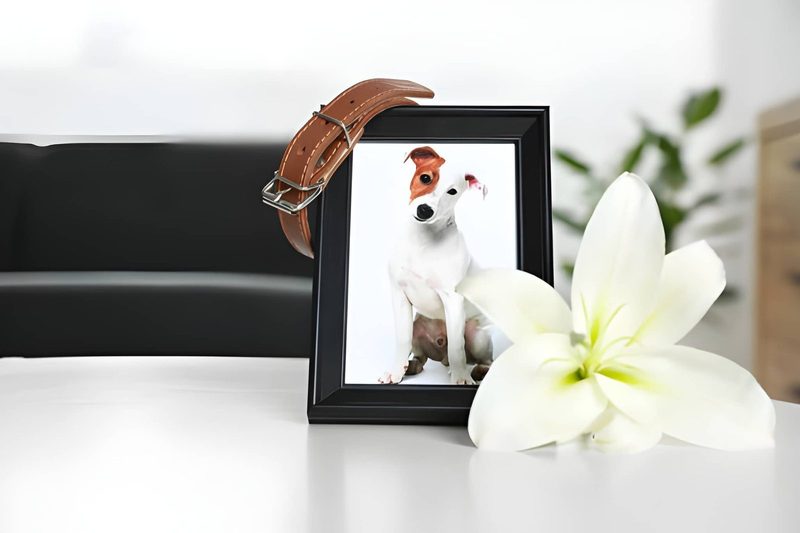 Communal Pet Cremation