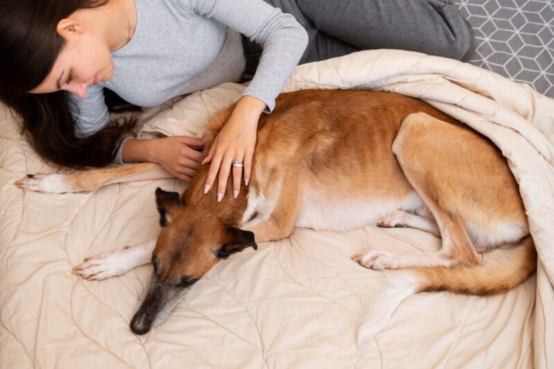 Dog Feel Comfortable